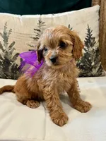 Malia, a female Cavapoo for sale in Narvon, PA – 3 of 3
