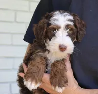 Winston mini f1bb, a male Miniature Bernedoodle for sale in Narvon, PA – 3 of 4