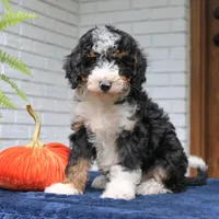 Princess, a female Miniature Bernedoodle for sale in Narvon, PA – 5 of 7