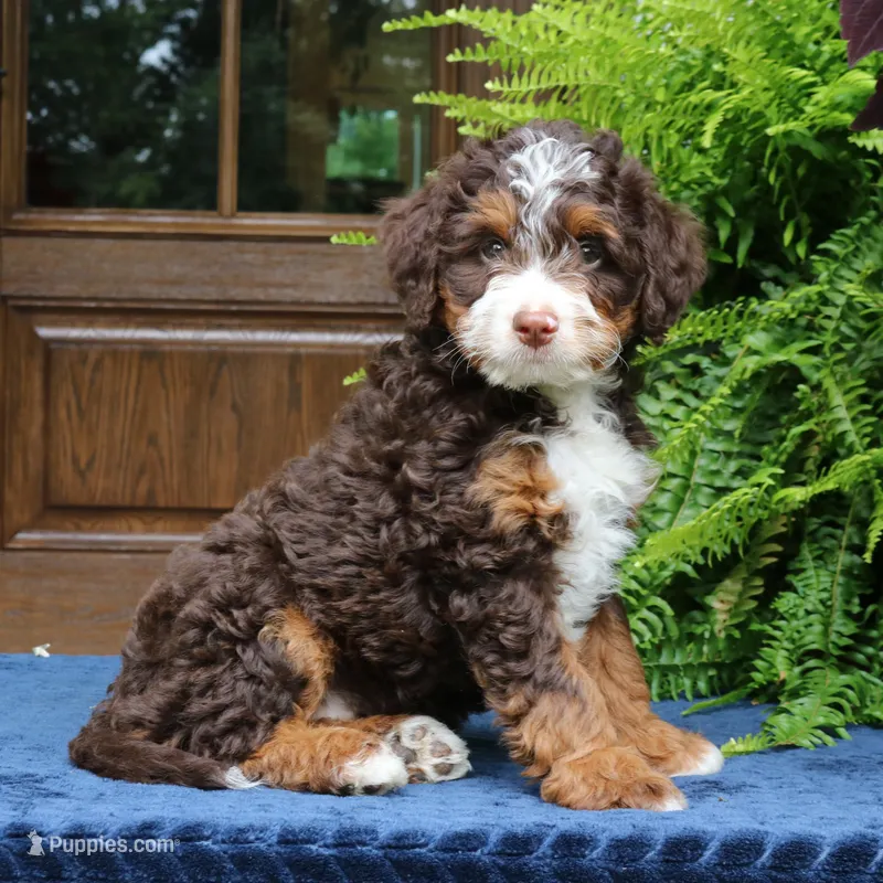 Ruffles – Bernedoodle puppy for sale in Narvon, PA