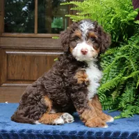Ruffles, a male Bernedoodle for sale in Narvon, PA – 1 of 8