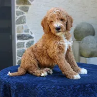 Scout, a male Goldendoodle for sale in Narvon, PA – 4 of 6