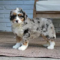 Gigi, a female Bernedoodle for sale in Narvon, PA – 9 of 9