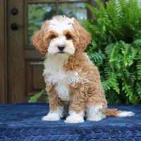 Jojo, a male Cavapoo for sale in Narvon, PA – 5 of 7
