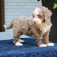 Levi, a male Bernedoodle for sale in Narvon, PA – 2 of 7
