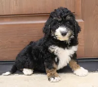 Gina   Mini f2b, a female Miniature Bernedoodle for sale in Narvon, PA – 3 of 8