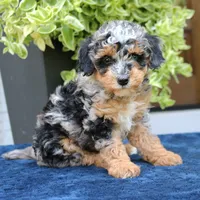 Esther, a female Bernedoodle for sale in Narvon, PA – 3 of 6