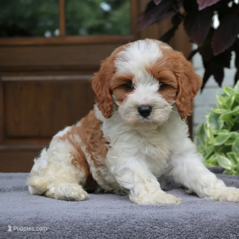 Callie – Cavapoo puppy for sale in Narvon, PA