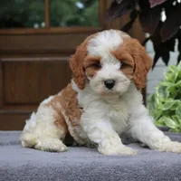 Callie, a female Cavapoo for sale in Narvon, PA – 1 of 7