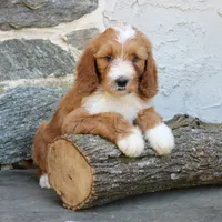 Shadow, a male Goldendoodle for sale in Narvon, PA – 8 of 10