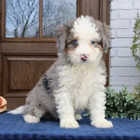 Isaac , a male Miniature Bernedoodle for sale in Narvon, PA – Photo 2 of 2
