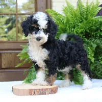 Birdie, a female Bernedoodle for sale in Narvon, PA – 7 of 7