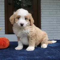 Moose, a male Miniature Bernedoodle for sale in Narvon, PA – 6 of 8