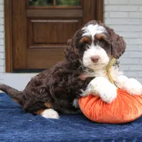 Millie, a female Miniature Bernedoodle for sale in Narvon, PA – 5 of 10