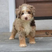 Polly, a female Miniature Bernedoodle for sale in Narvon, PA – 7 of 9