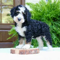 Bear, a male Bernedoodle for sale in Narvon, PA – 6 of 8