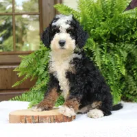 Buster, a male Bernedoodle for sale in Narvon, PA – 3 of 5