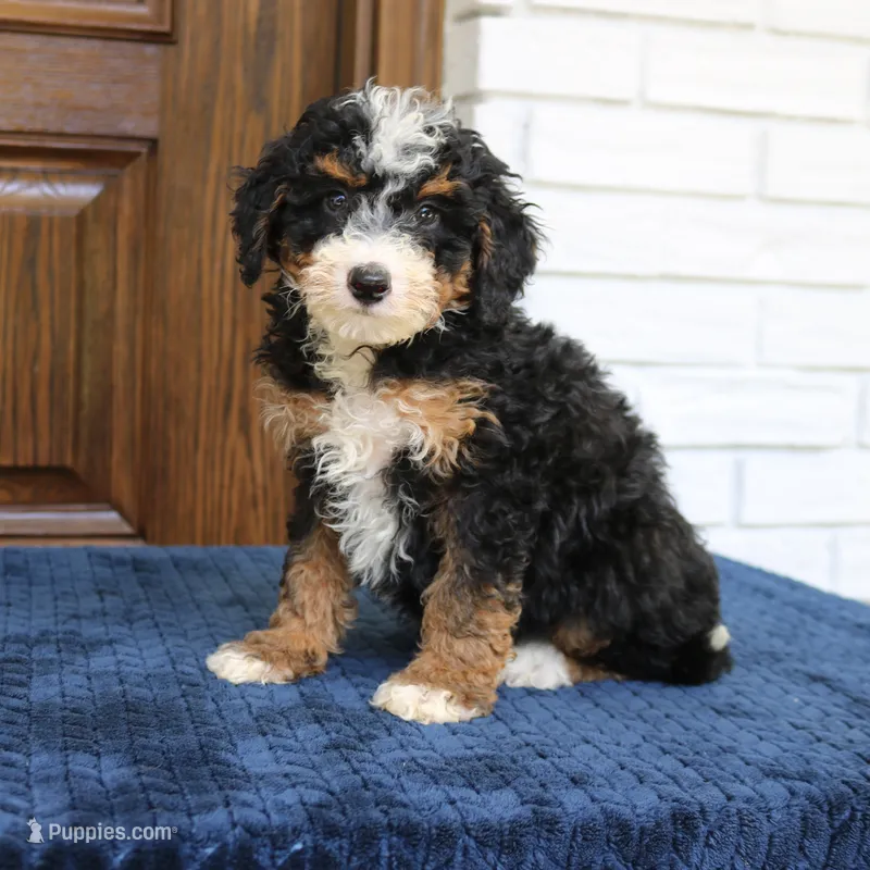 Shadow – Miniature Bernedoodle puppy for sale in Narvon, PA