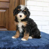 Shadow, a male Miniature Bernedoodle for sale in Narvon, PA – 1 of 9
