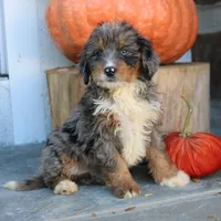 Bubbles, a female Miniature Bernedoodle for sale in Narvon, PA – 5 of 6