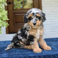 Esther, a female Bernedoodle for sale in Narvon, PA – 5 of 6