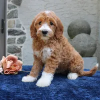Destiny, a female Goldendoodle for sale in Narvon, PA – 6 of 6