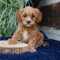 Kylo, a male Cavapoo for sale in Narvon, PA – 6 of 7