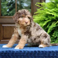 Rosie, a female Bernedoodle for sale in Narvon, PA – 6 of 10