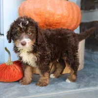 Biscuit , a male Miniature Bernedoodle for sale in Narvon, PA – 3 of 5