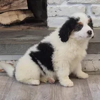 Cassie mini , a female Miniature Bernedoodle for sale in Narvon, PA – Photo 2 of 2