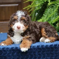 Ruffles, a male Bernedoodle for sale in Narvon, PA – 8 of 8