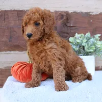 Spike, a male Miniature Goldendoodle for sale in Narvon, PA – 4 of 6