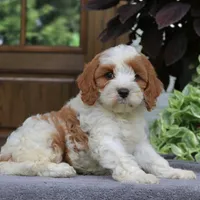 Callie, a female Cavapoo for sale in Narvon, PA – 6 of 7