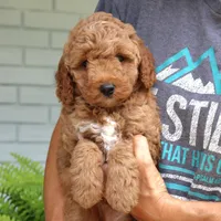 Winston, a male Miniature Goldendoodle for sale in Narvon, PA – 3 of 7