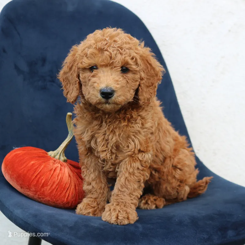 Landon – Miniature Goldendoodle puppy for sale in Narvon, PA