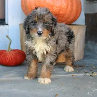 Bubbles, a female Miniature Bernedoodle for sale in Narvon, PA – 6 of 6