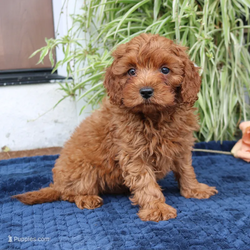 Kings – Cavapoo puppy for sale in Narvon, PA