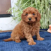 Kings, a male Cavapoo for sale in Narvon, PA – 1 of 5