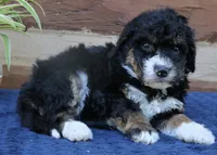 Gina   Mini f2b, a female Miniature Bernedoodle for sale in Narvon, PA – 8 of 8