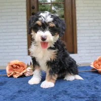 Earl, a male Miniature Bernedoodle for sale in Narvon, PA – 3 of 6