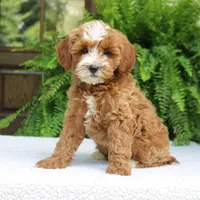 Jalena, a female Cavapoo for sale in Narvon, PA – 6 of 7