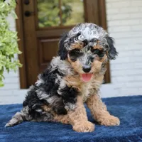Esther, a female Bernedoodle for sale in Narvon, PA – 4 of 6
