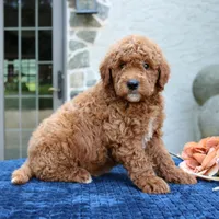 Denver, a male Goldendoodle for sale in Narvon, PA – 3 of 6