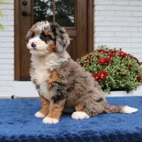 Lexi, a female Bernedoodle for sale in Narvon, PA – 5 of 9