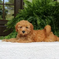 Ava, a female Miniature Goldendoodle for sale in Narvon, PA – 3 of 9