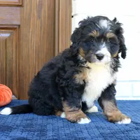 Gizmo, a male Bernedoodle for sale in Narvon, PA – 5 of 6