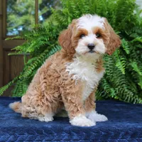 Jojo, a male Cavapoo for sale in Narvon, PA – 2 of 7