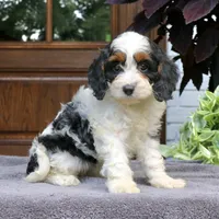 Cora, a female Cavapoo for sale in Narvon, PA – 5 of 6