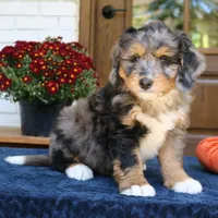 Gus, a male Bernedoodle for sale in Narvon, PA – 3 of 8