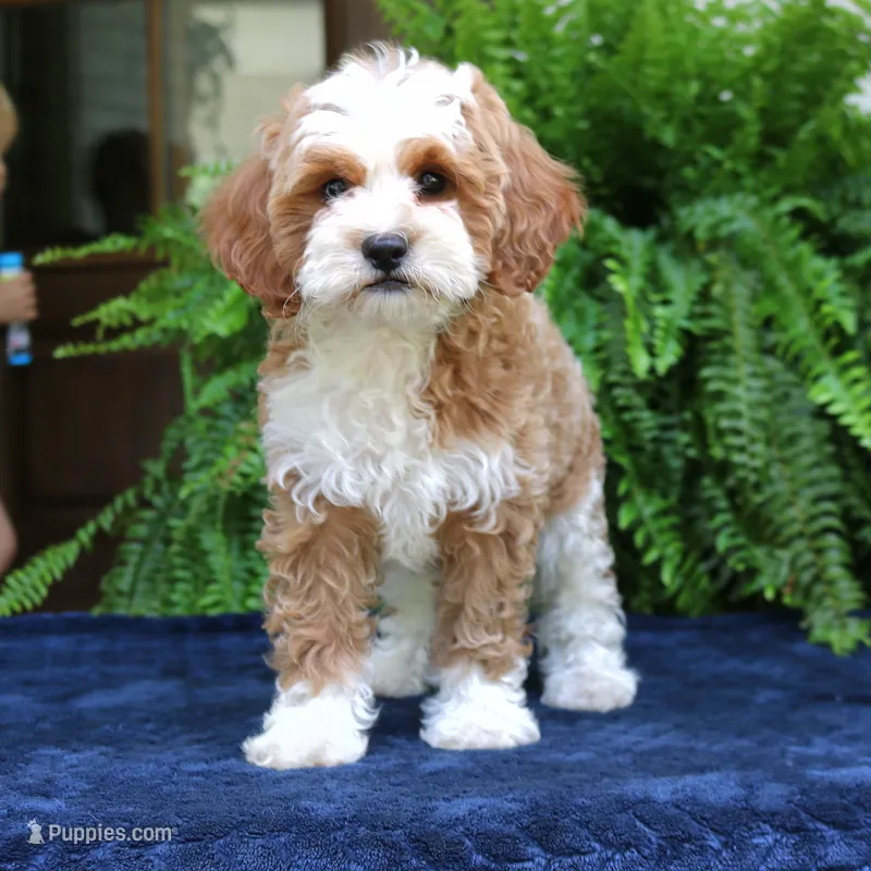 Jojo – Cavapoo puppy for sale in Narvon, PA